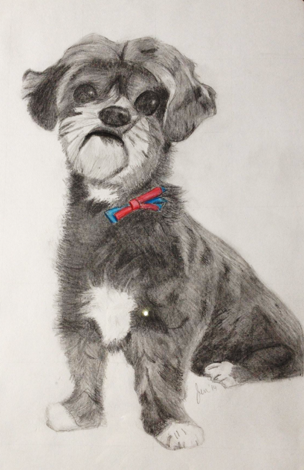 A pencil and charcoal drawing of a small dog, looking at the viewer.